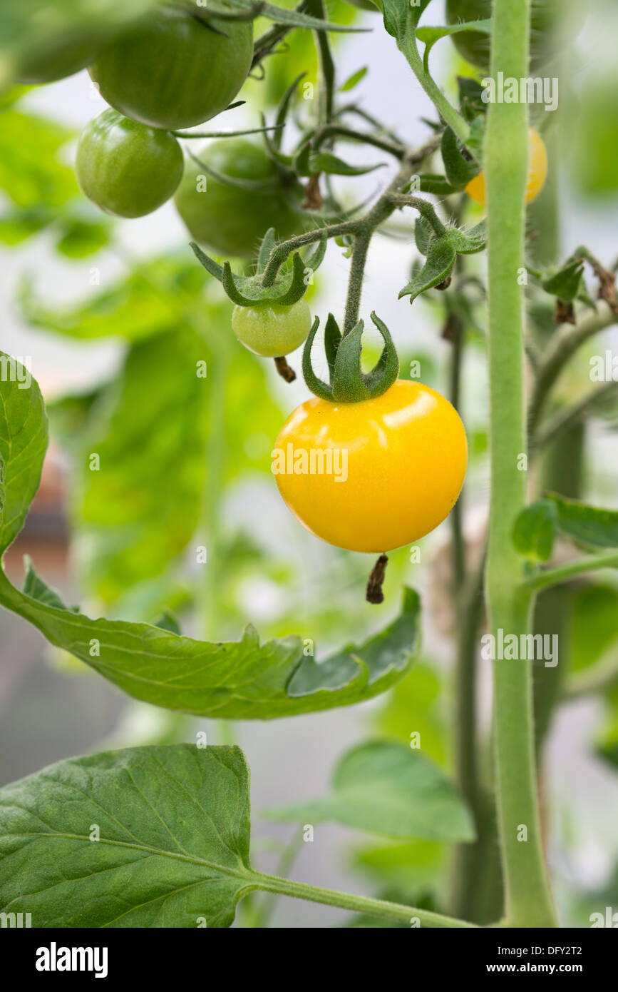 Yellow cherry tomatoes Galina, ripening on the vine in a poly tunnel. UK. Stock Photo