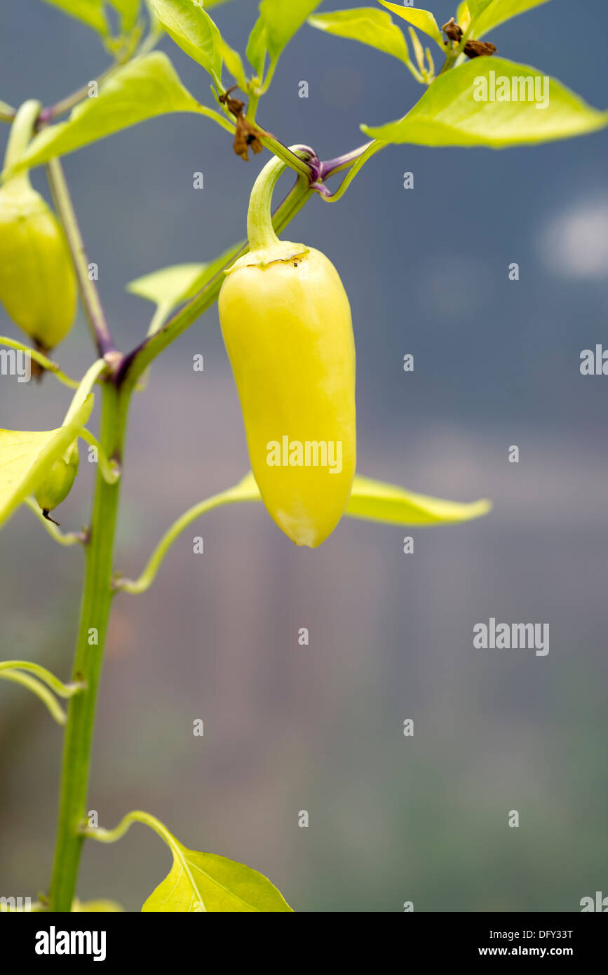 Chilli growing hi-res stock photography and images - Alamy