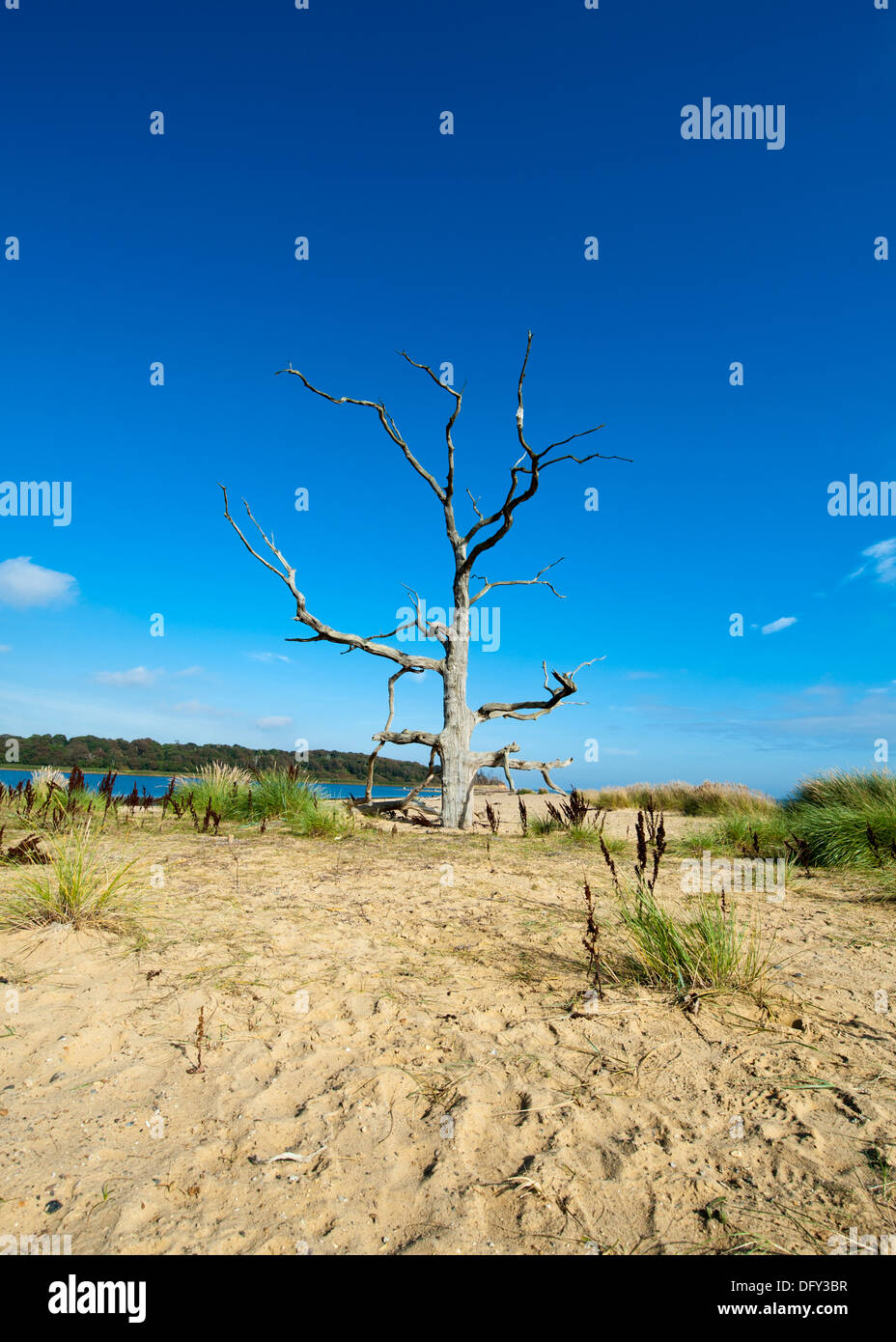 Trees along Suffolk beach Stock Photo Alamy
