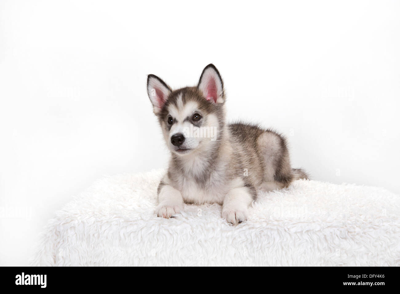 Young sales siberian husky