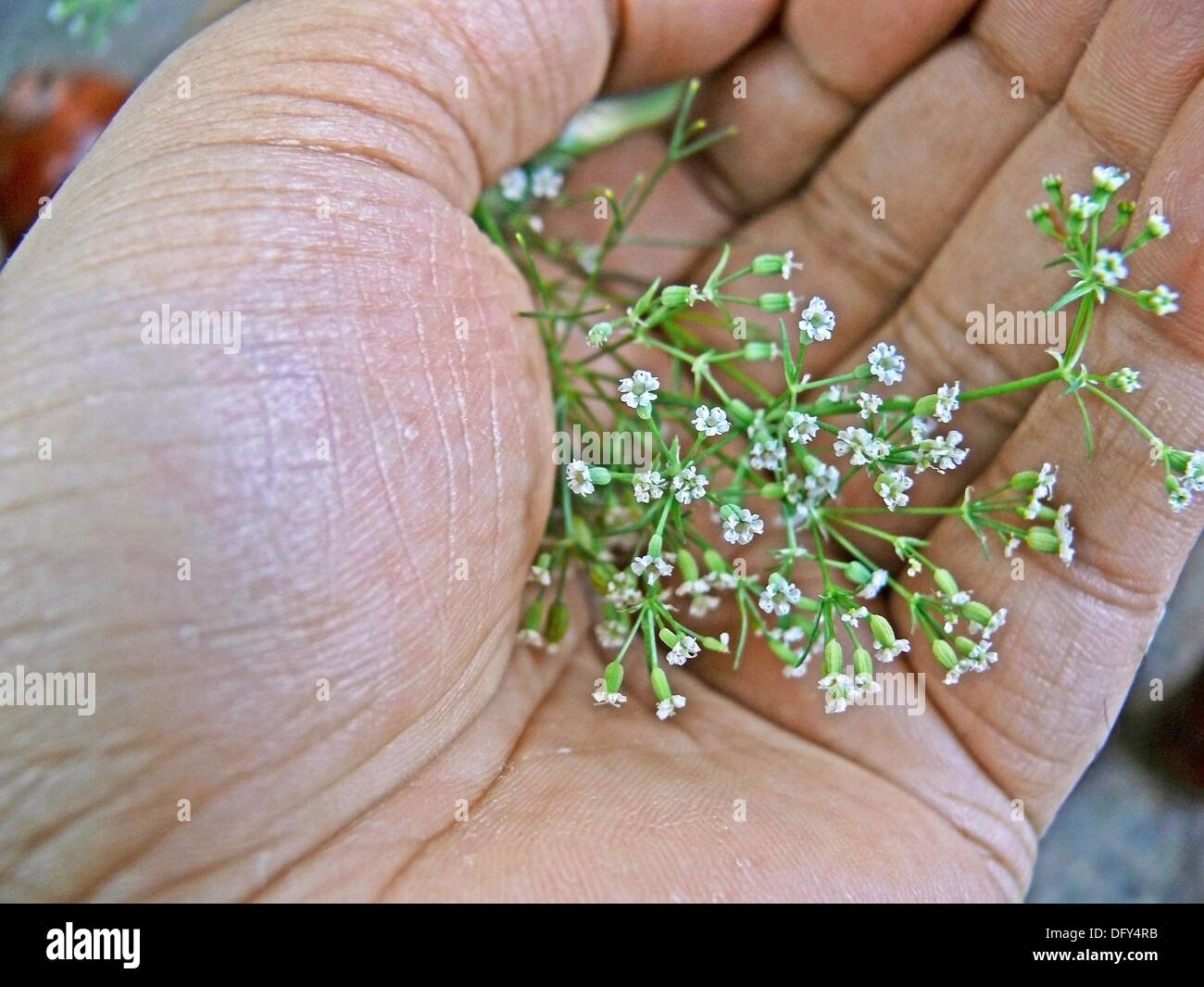 Flowers of Ajowan in human hand Stock Photo Alamy