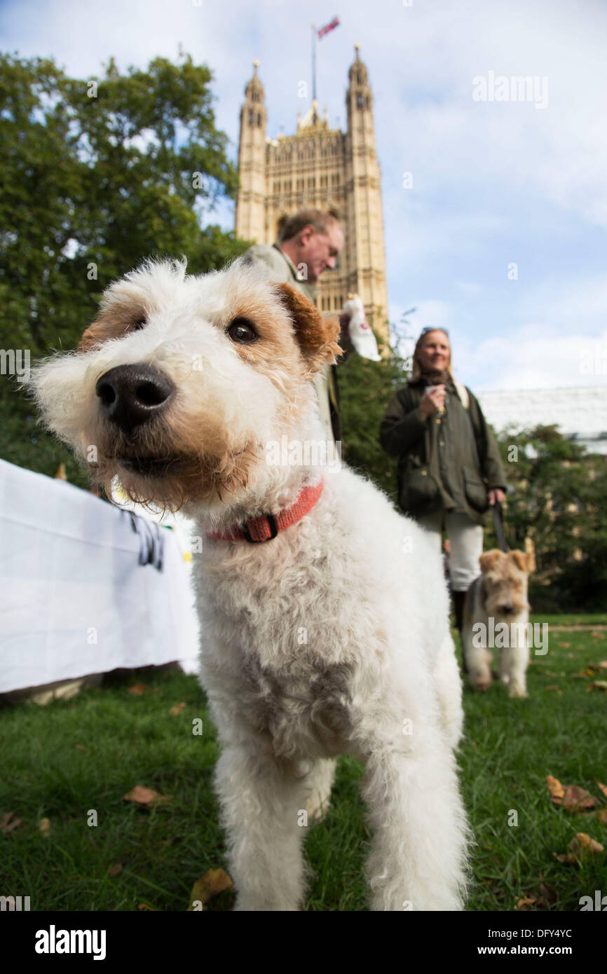 London, UK. Thursday 10th October 2013. Simon Reevell MP with his Wire Haired Fox Terrier, Maggie.MPs and their dogs competing in the Westminster Dog of the Year competition celebrates the unique bond between man and dog - and aims to promote responsible dog ownership. Credit:  Michael Kemp/Alamy Live News Stock Photo