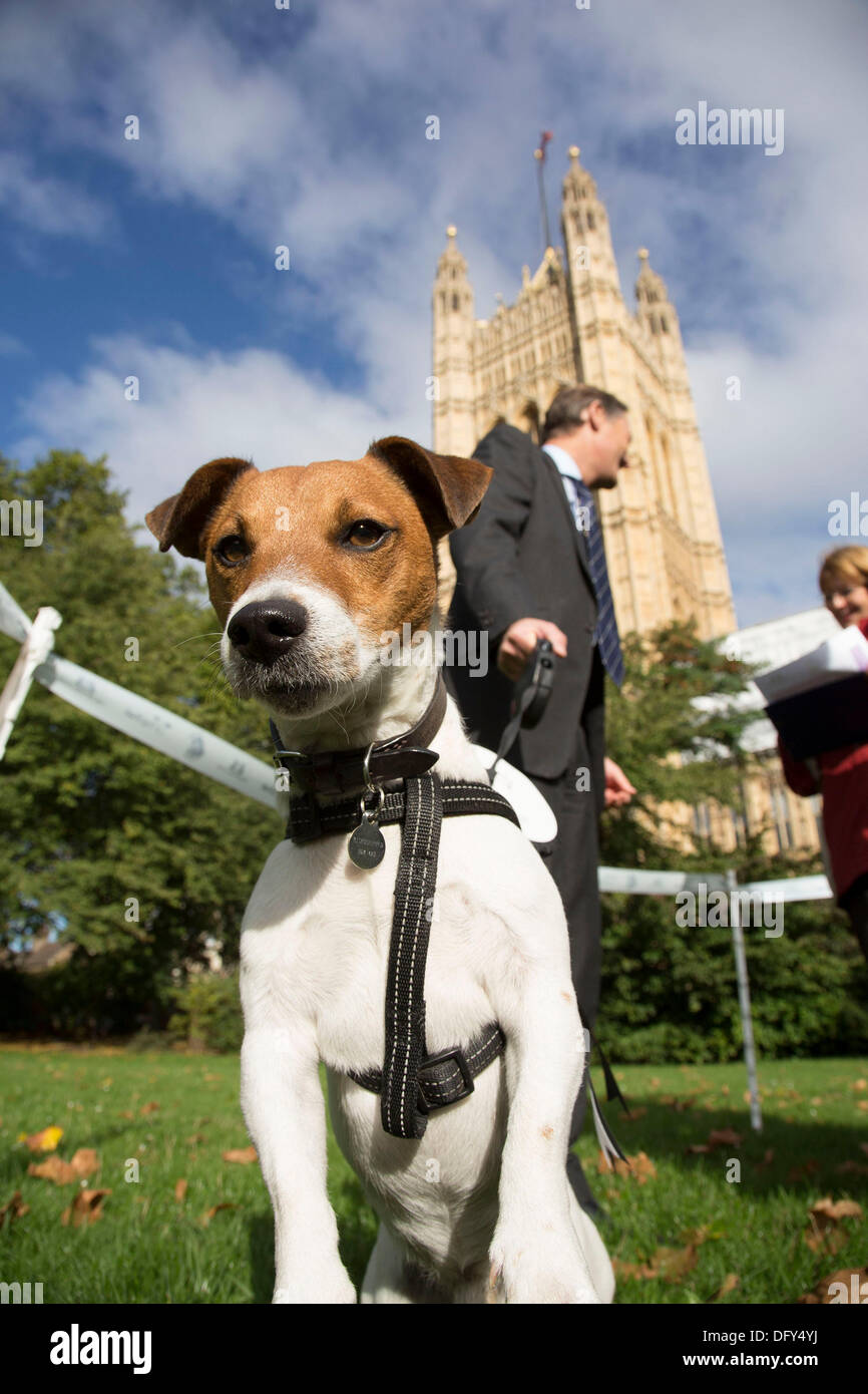 London, UK. Thursday 10th October 2013. Matthew Offord MP with his Jack Russell terrier, Maximus. MPs and their dogs competing in the Westminster Dog of the Year competition celebrates the unique bond between man and dog - and aims to promote responsible dog ownership. Credit:  Michael Kemp/Alamy Live News Stock Photo