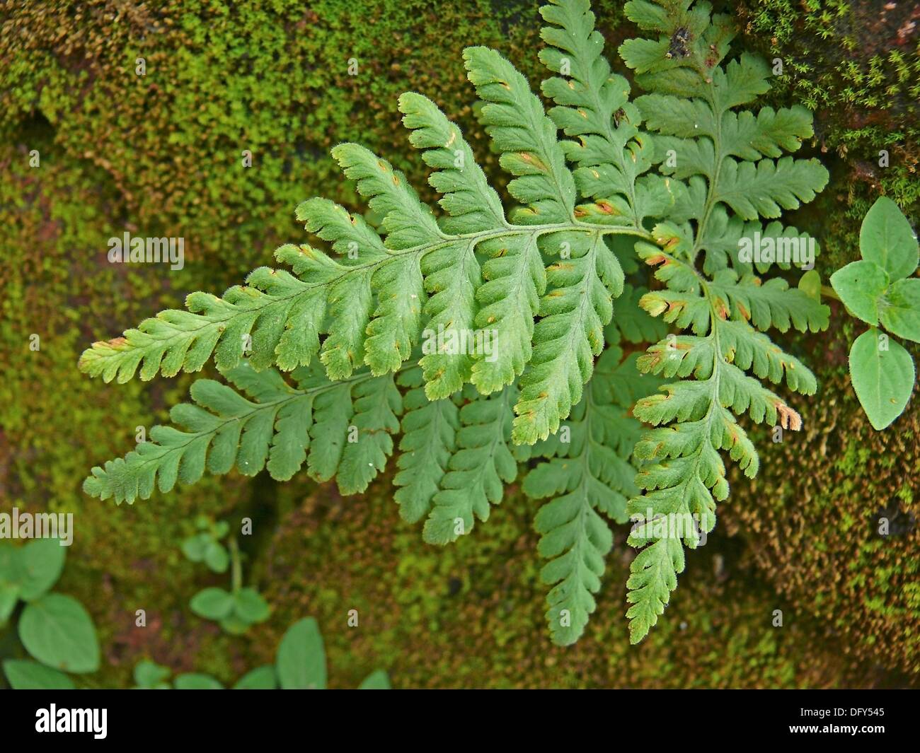 Spiny Wood Fern, Dryopteris expansa, Spreading wood Fern, Shied Fern