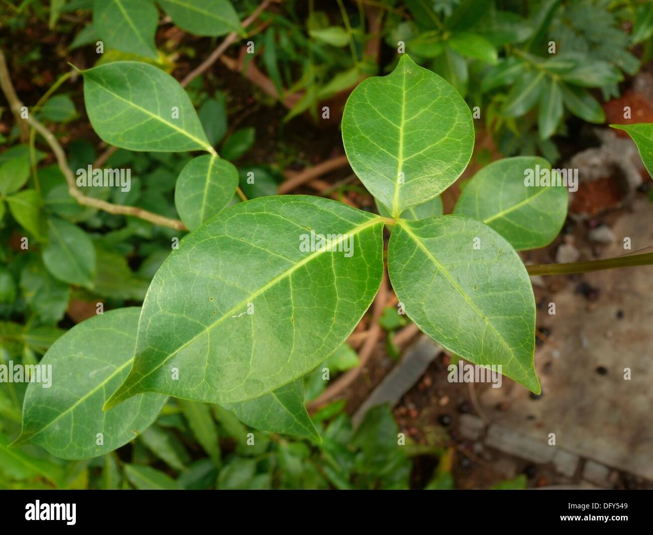 Leaf of Aegle marmelos Stone apple Crateva marmelos Aegle