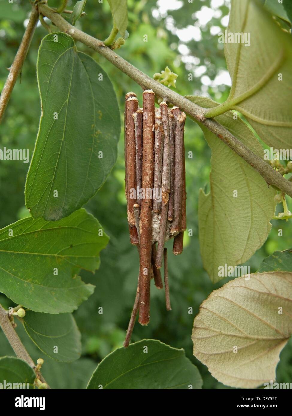 Bag Caterpillar High Resolution Stock Photography and Images - Alamy