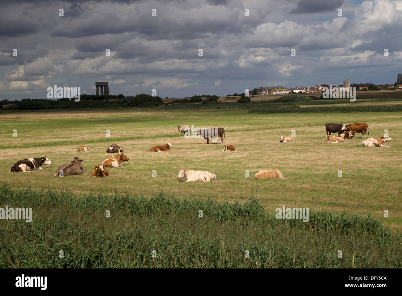 English rural scene with cows, Suffolk, East Anglia, England Stock Photo