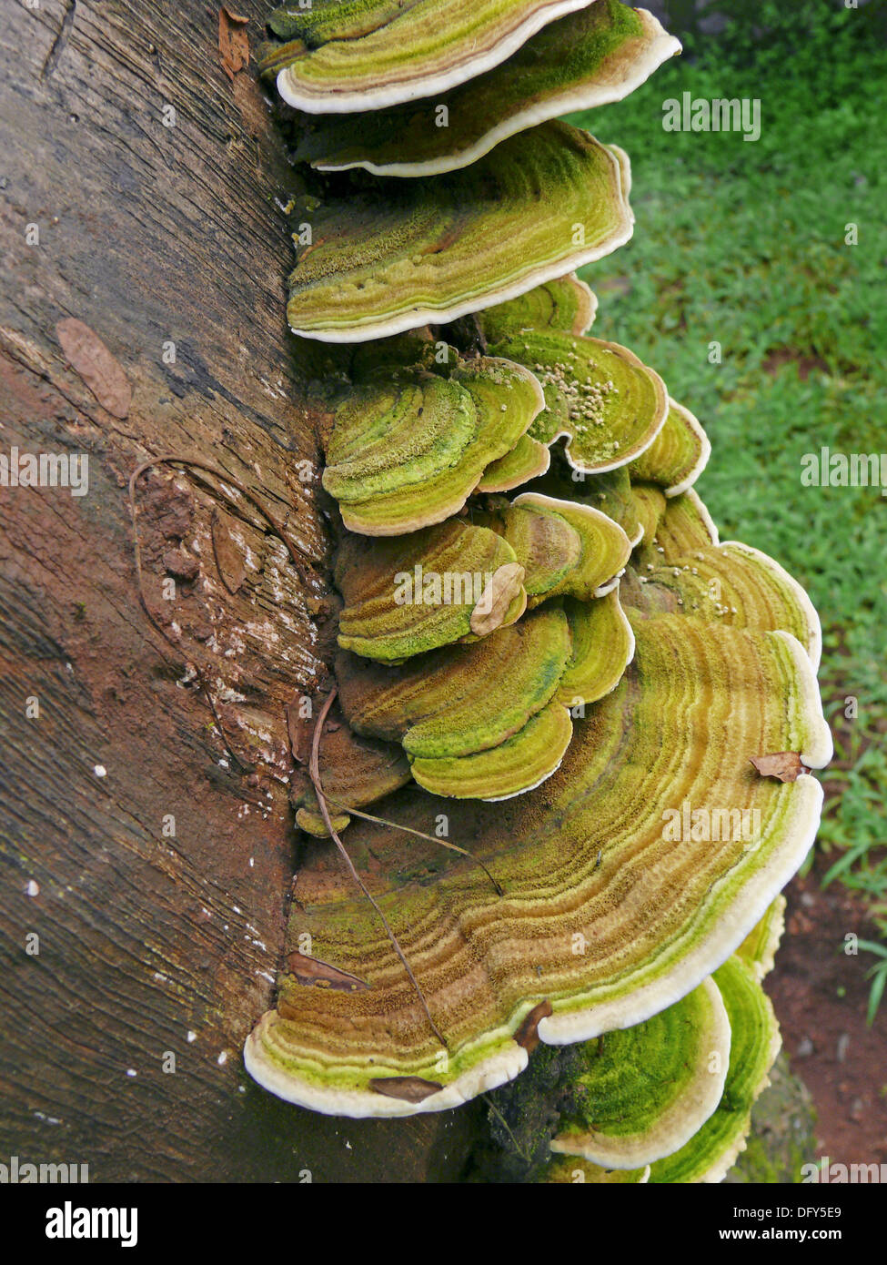 Bracket fungi, or shelf fungi, are fungi, in the phylum Stock Photo