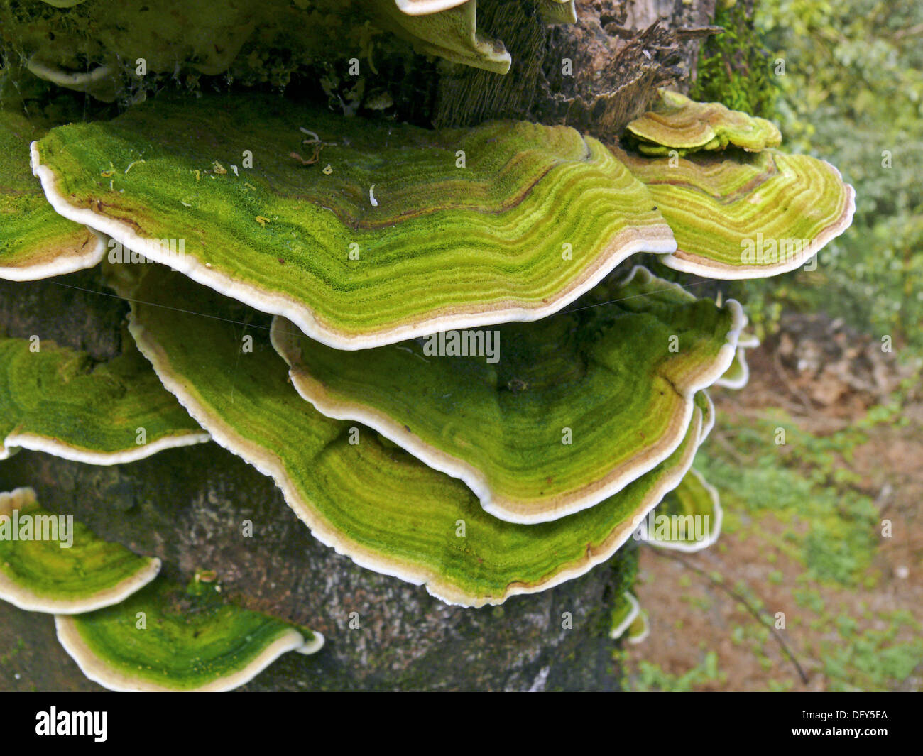 Bracket fungi, or shelf fungi, are fungi, in the phylum Stock Photo