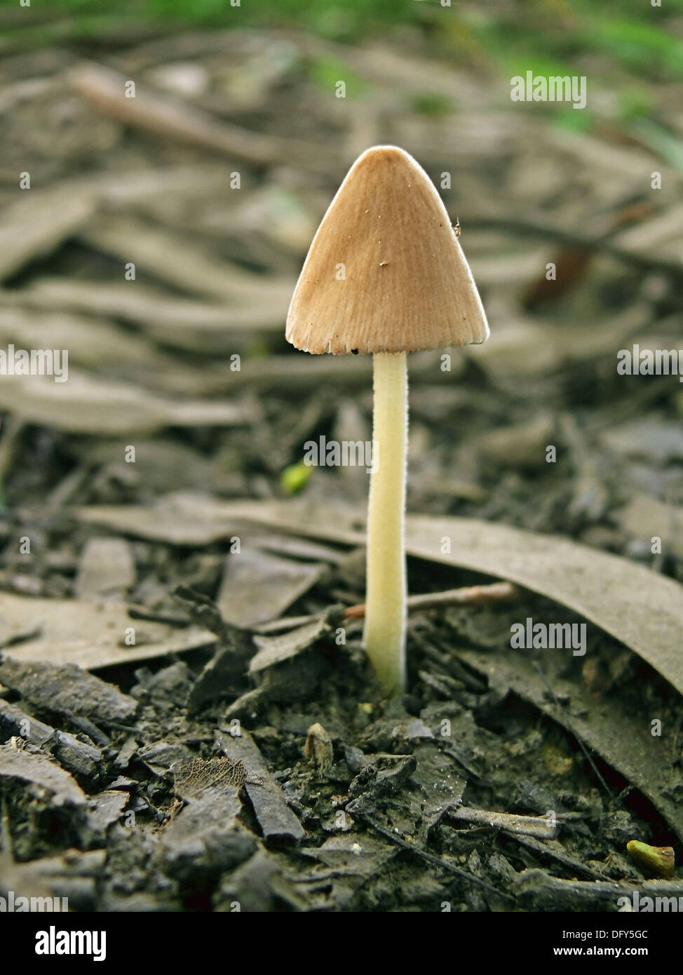Common Mica Ink High Resolution Stock Photography And Images Alamy