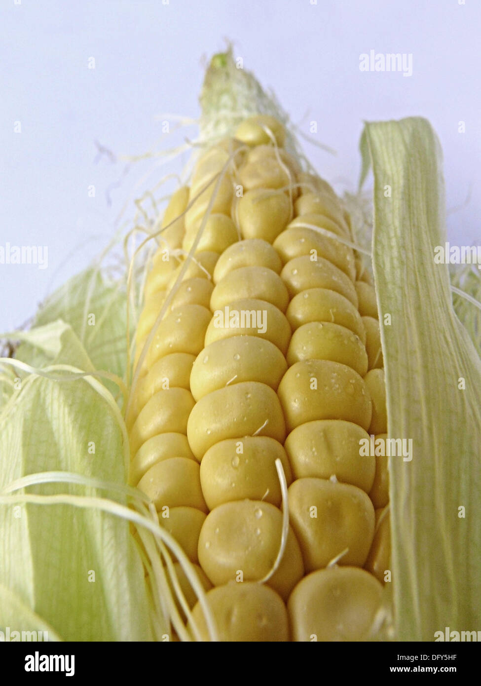 Female flower of corn is the ear hi-res stock photography and images ...