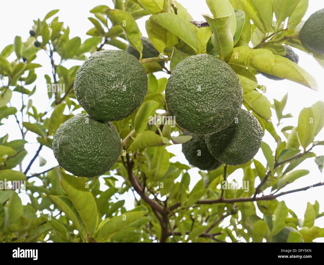 Scientific Name Citrus aurantium Linn, Sour Orange, Idlimbu Stock