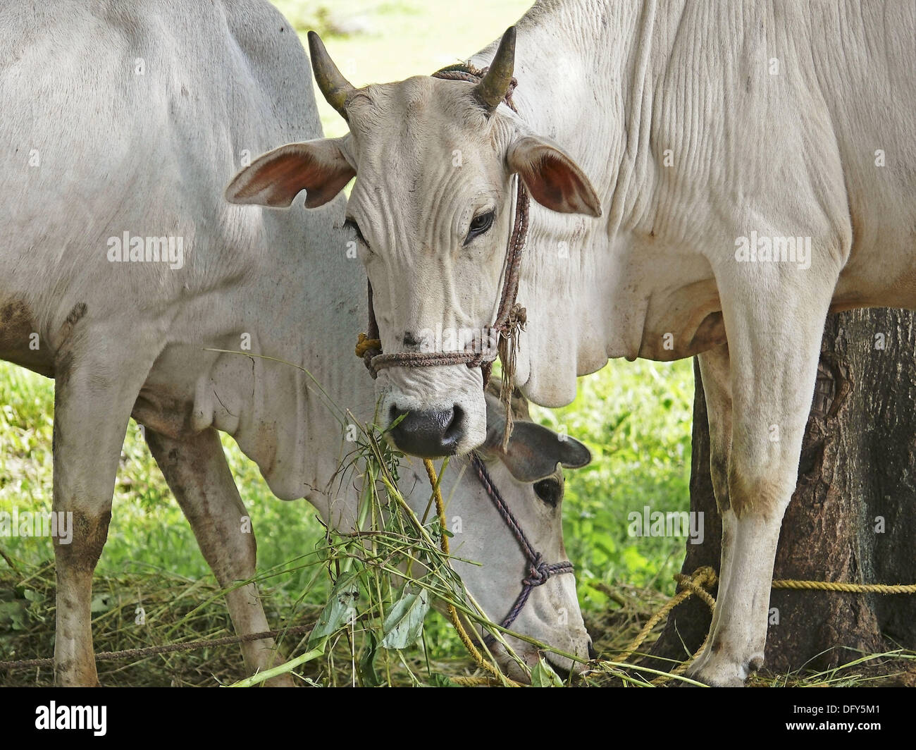 cow with her calf Stock Photo Alamy