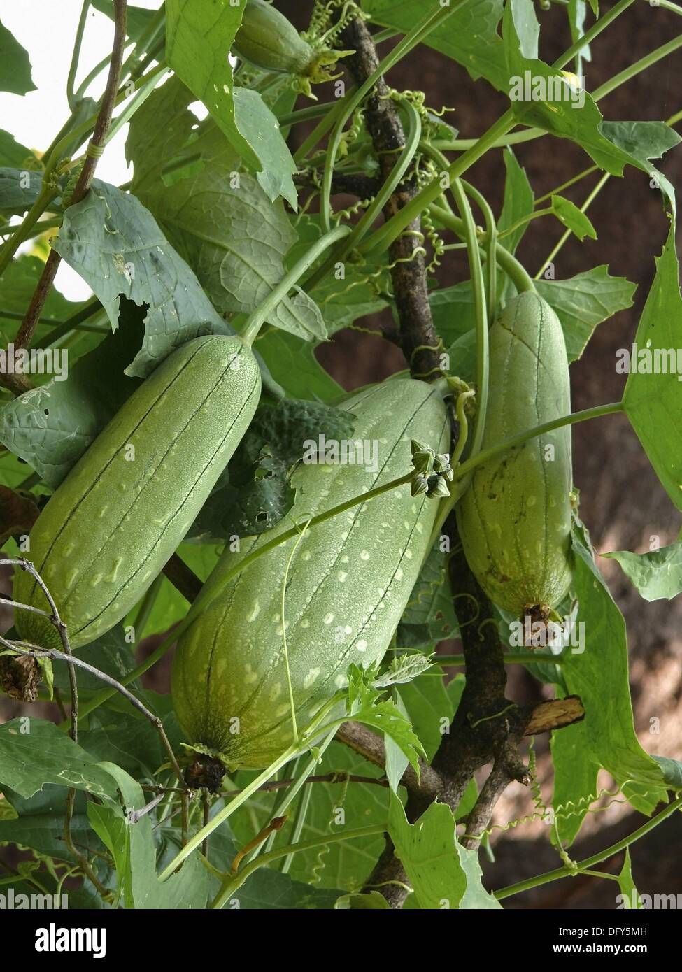 Fruits of a Sponge Gourd, Luffa cylindric Stock Photo