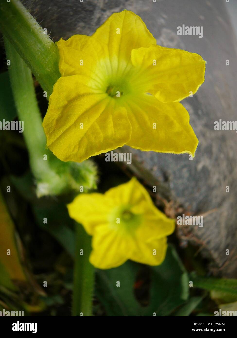 Flower of Musk Melon plant, Cuvumis melo Stock Photo Alamy