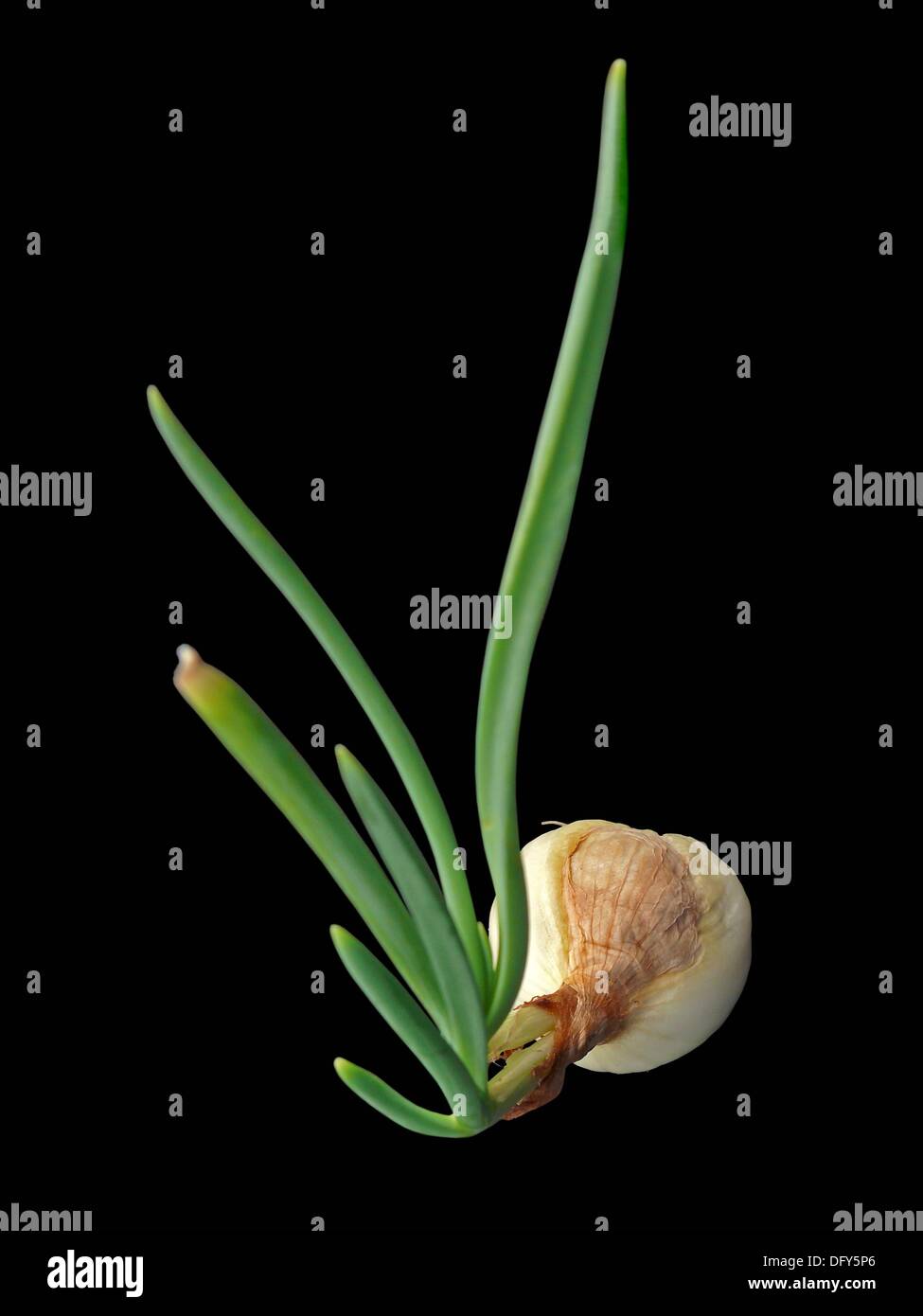 Onion leak, Allium cepa, Common vegetable Stock Photo - Alamy