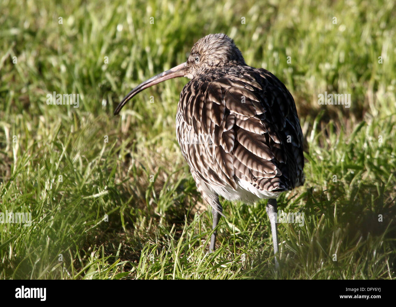 Eurasian Curlew (Numenius arquata Stock Photo Alamy