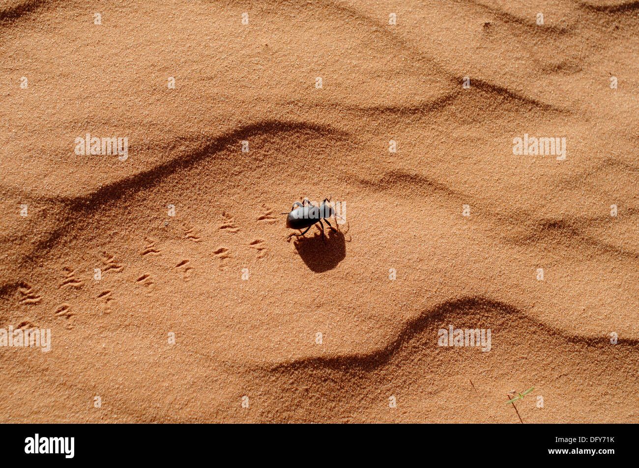 Eleodes beetle hires stock photography and images Alamy