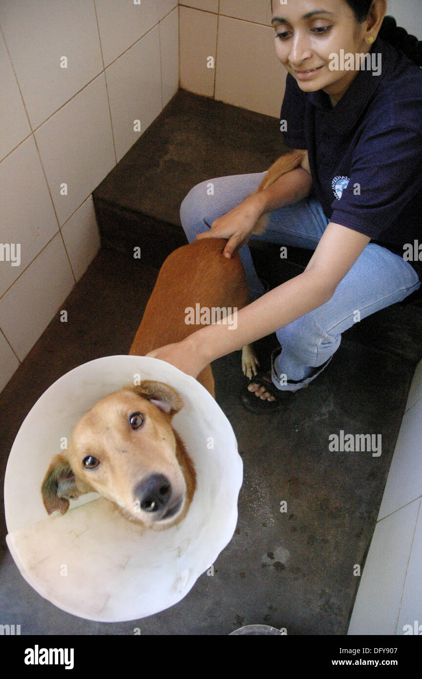 Assagao Goa India A Volunteer Of The International Animal Rescue With A Dog In A Kennel S Cage Stock Photo Alamy