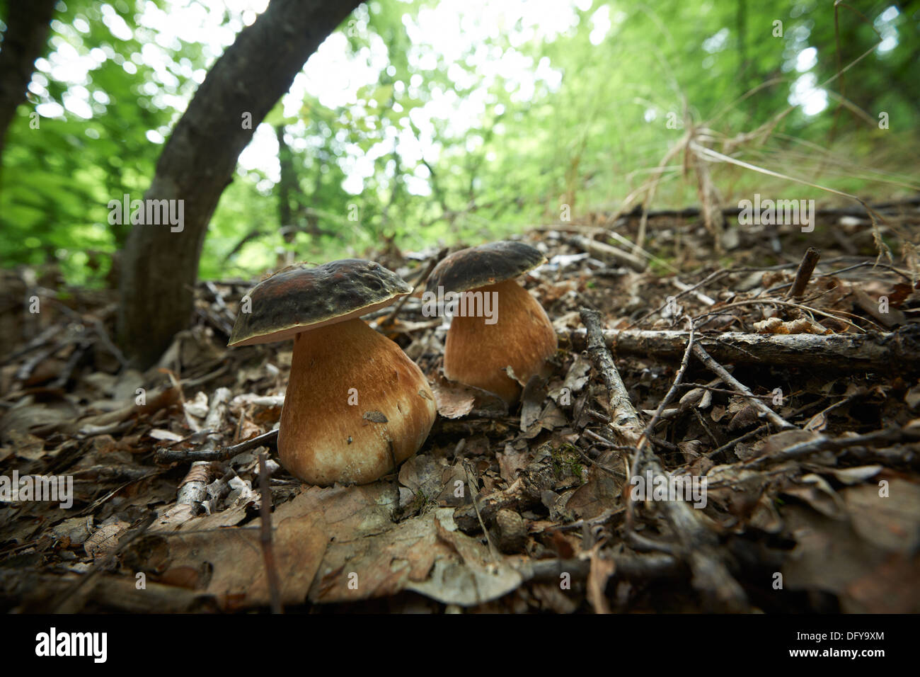 Forest mushroom, Edible boletus, Boletus edulis Stock Photo