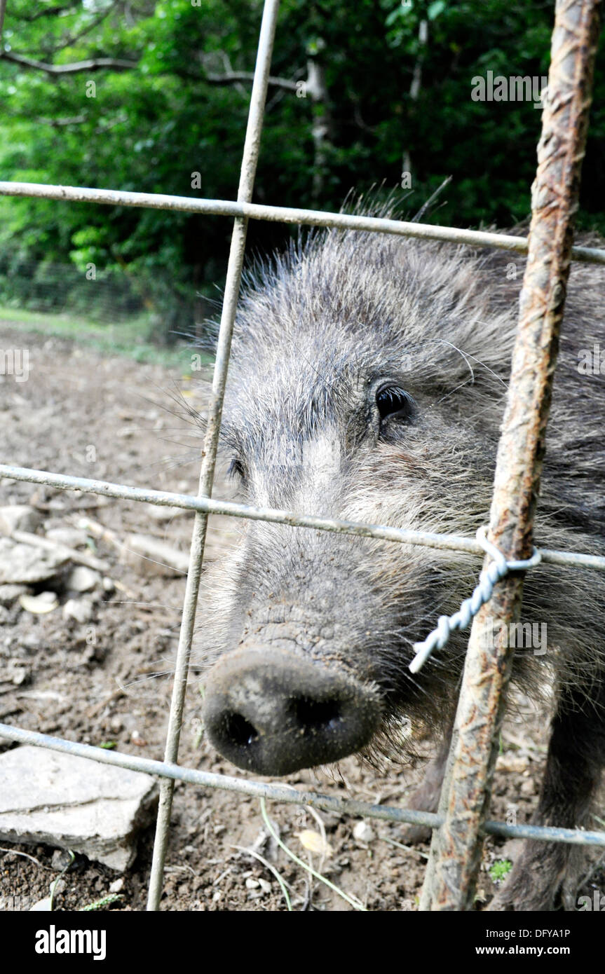 Okinawa pig hires stock photography and images Alamy