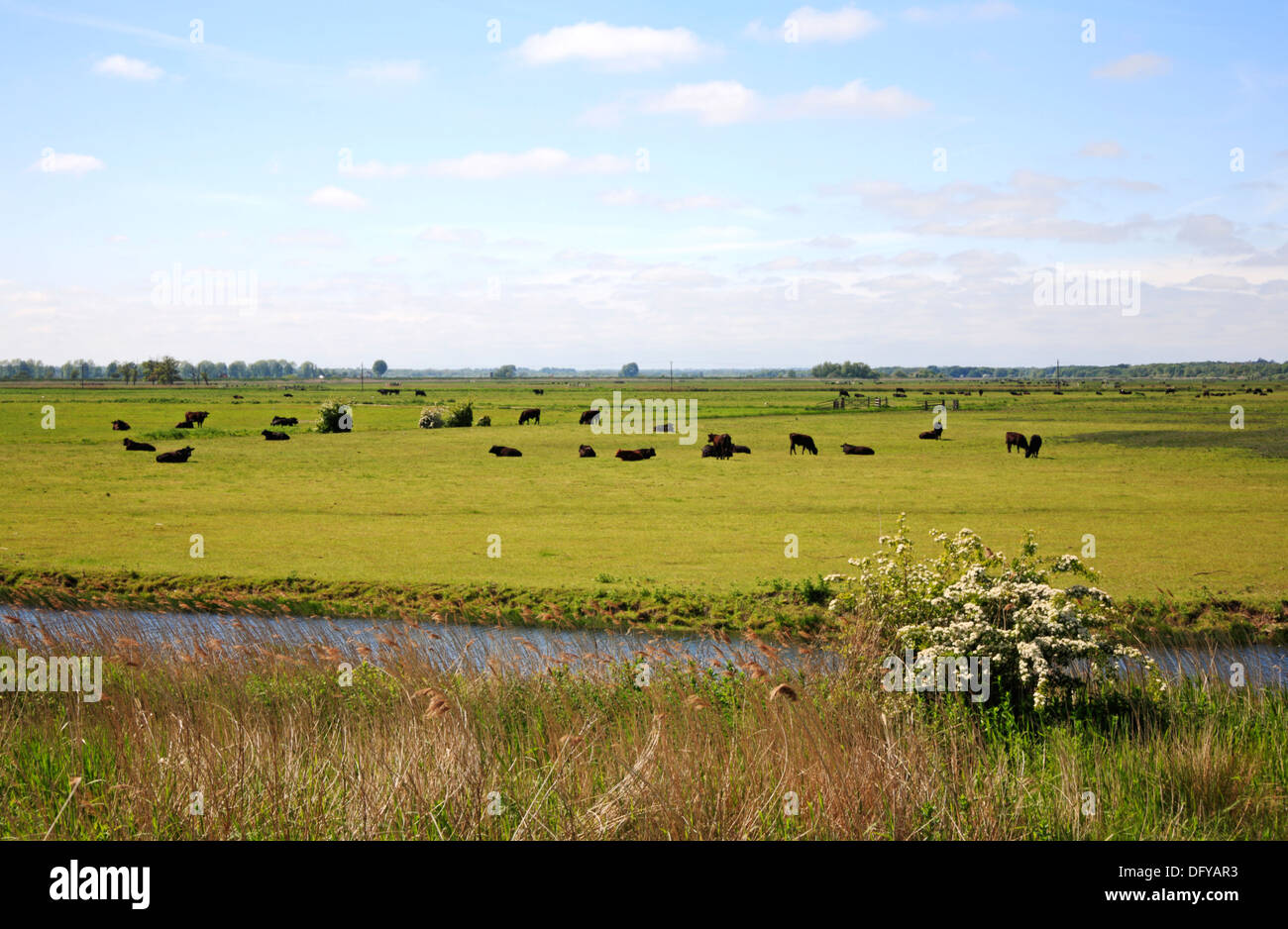 A view of a herd of cattle on grazing marshes at Cantley, Norfolk