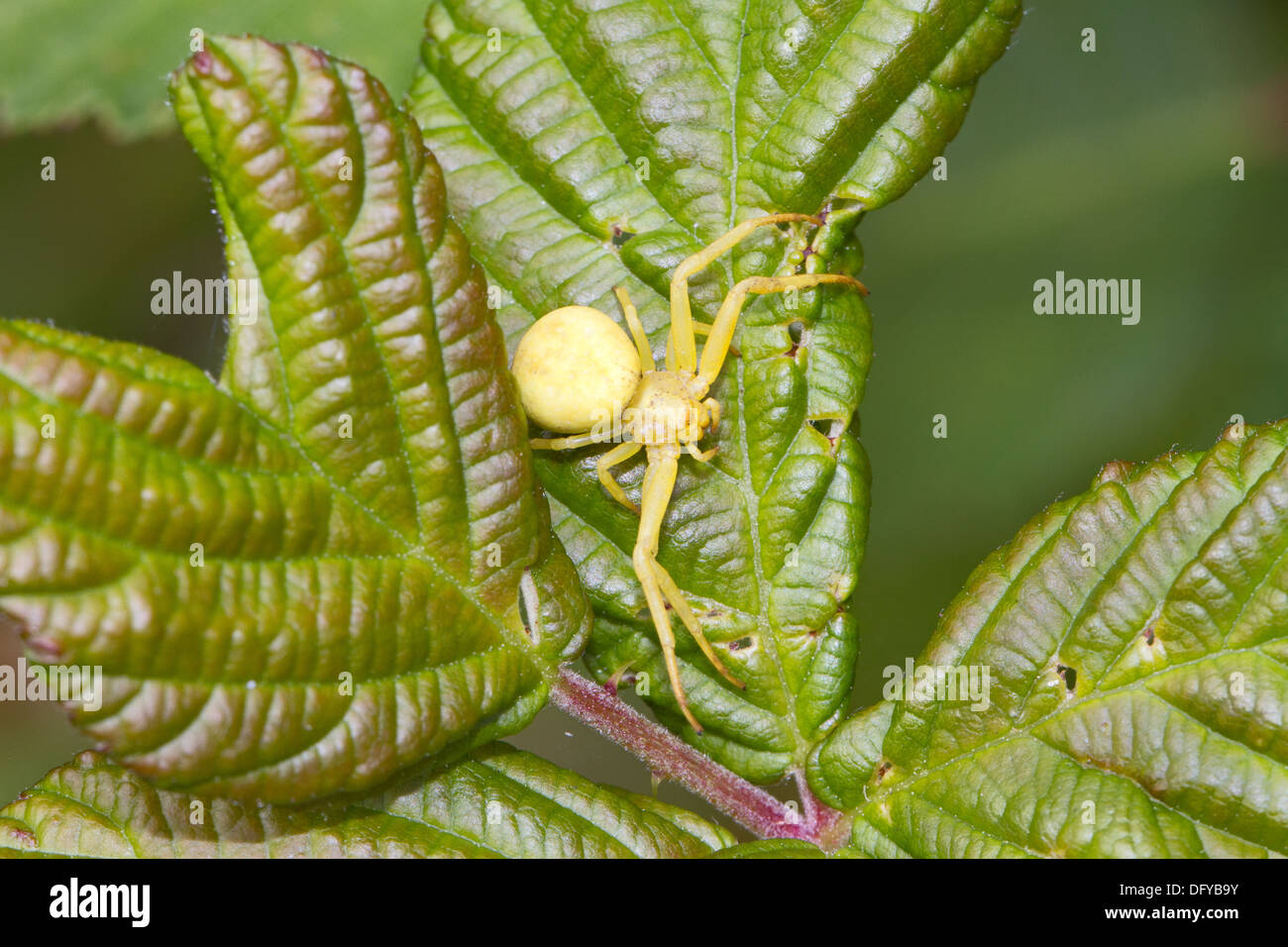 Female Crab Spider Stock Photo Alamy