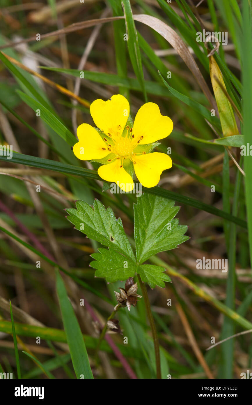 Creeping Cinquefoil Stock Photo