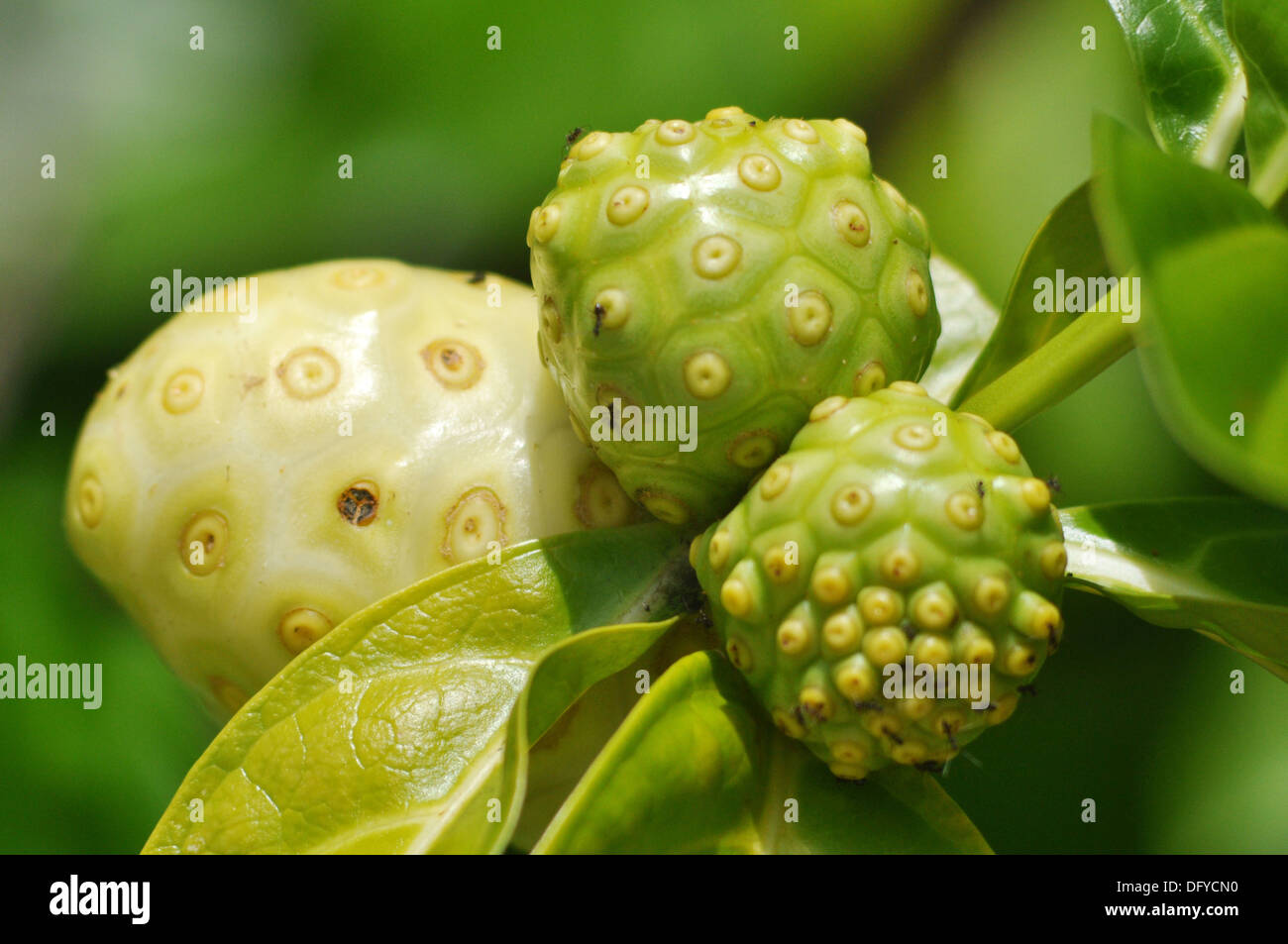San Blas Panama Noni Fruit Morinda Citrifolia Commonly Known As Great Morinda Indian Mulberry Nunaakai Tamil Nadu India Stock Photo Alamy