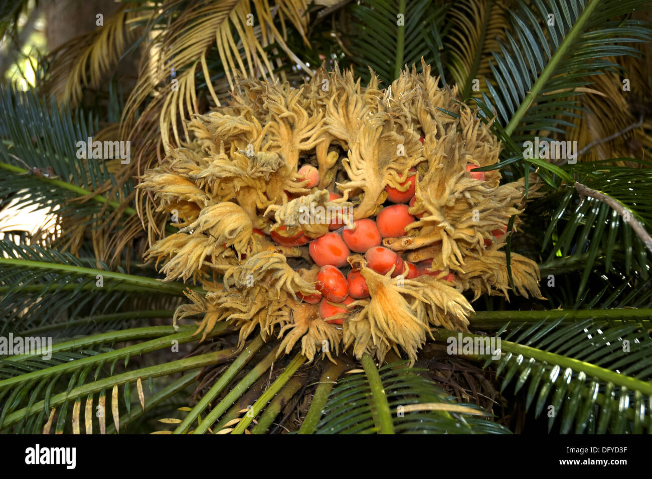 sago palm tree seeds