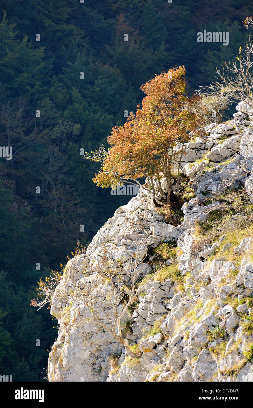 Beautiful landscape image of beech tree in a rockcliff in Autumn fall colors. Basque Country. Stock Photo