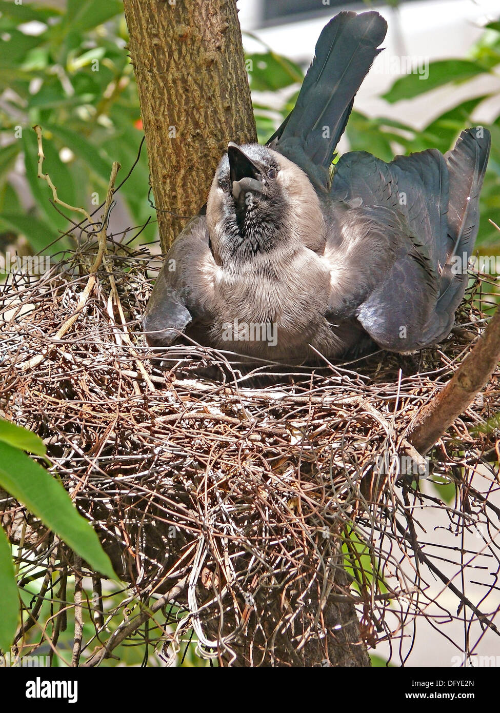 Nest of a house crow, Corvus Splendens with Young ones Stock Photo - Alamy