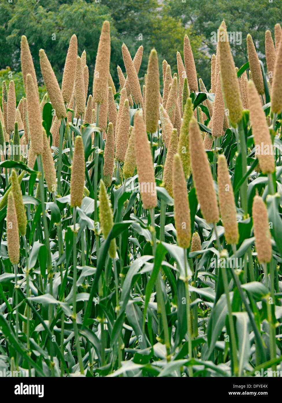 Field of bajari, Holcus spicatus Stock Photo Alamy