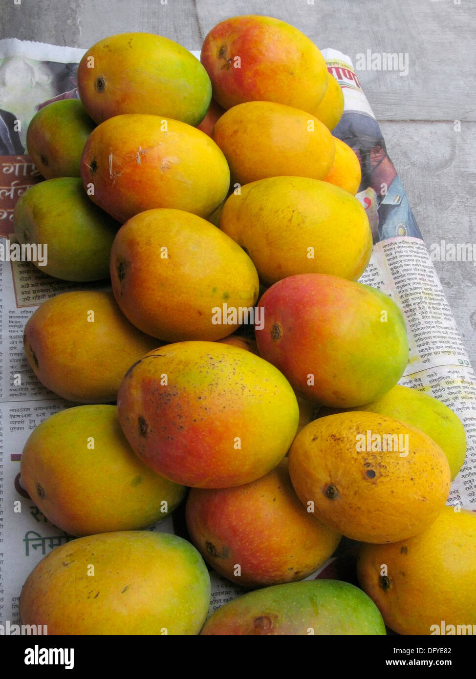 Alphonso mangoes, Mangifera indica L , Anacardiaceae arranged in a box