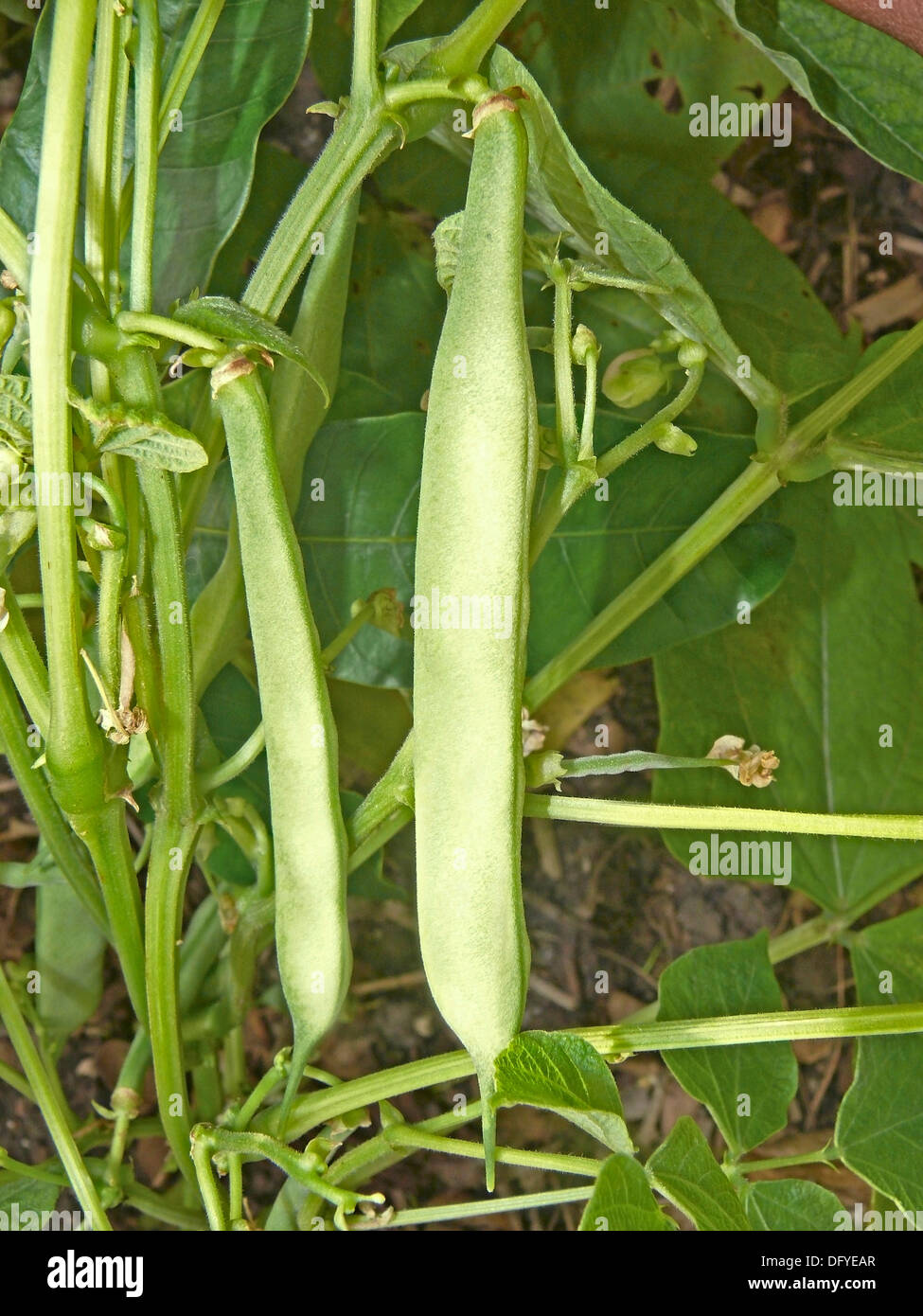 Green beans, Phaseolus vulgaris on plant Stock Photo Alamy