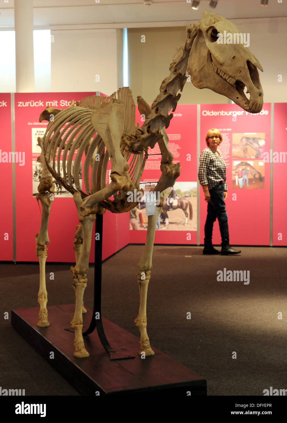 Oldenburg, Germany. 10th Oct, 2013. The skeleton of the famous stallion 'Dark Ronald' from 1905 is presented as one of the highlights of the exhibition 'PferdeGeschichten - Vom Urpferd zum Sportpferd' in Oldenburg, Germany, 10 October 2013. The exhibition takes place in the museum of nature and men in Oldenburg from 12 October 2013 to 09 March 2014. Photo: INGO WAGNER/dpa/Alamy Live News Stock Photo