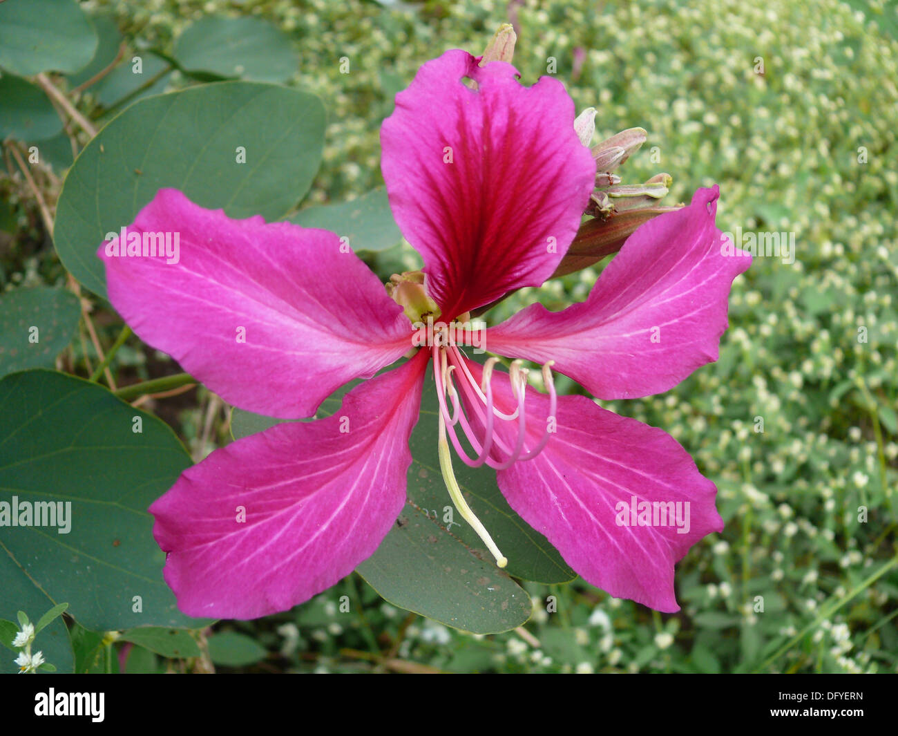 Flower Of Orchid Tree Varigated Bauhinia Bauhinia Variegata Stock 
