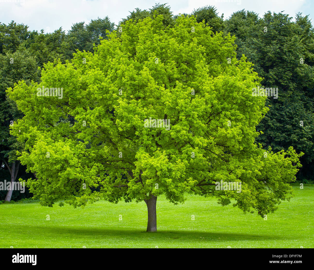 Single tree on a green grass lawn Stock Photo