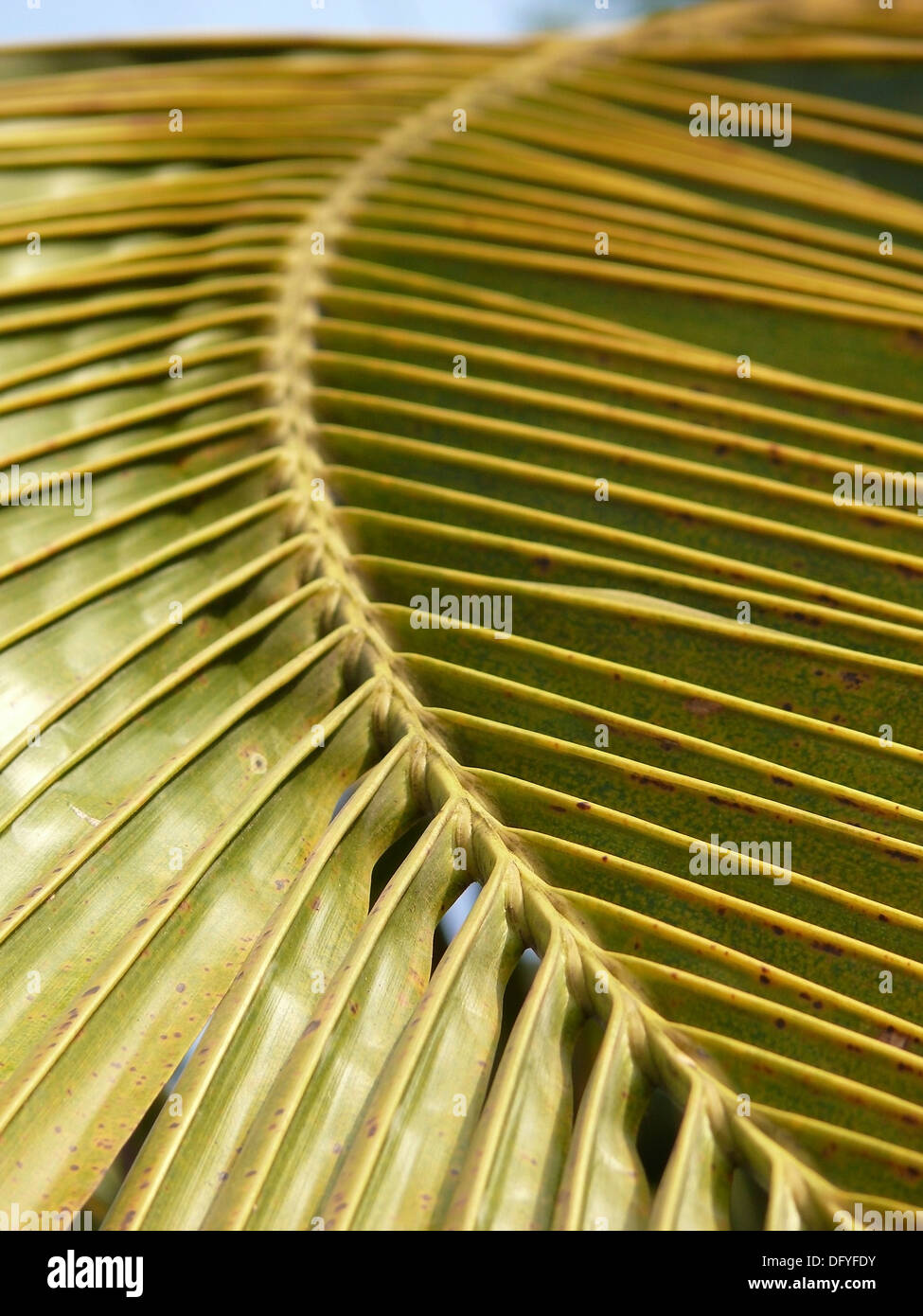 Coconut palm frond Stock Photo