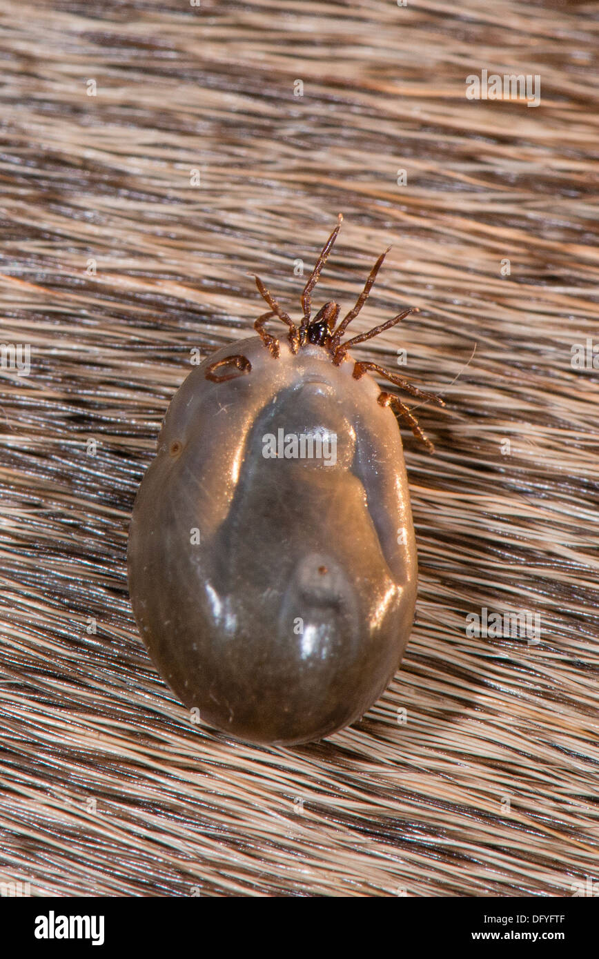 A Deer tick on Deer hair Stock Photo - Alamy