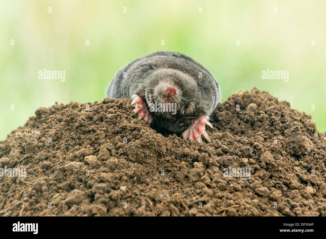 A European Mole emerging from its burrow Stock Photo