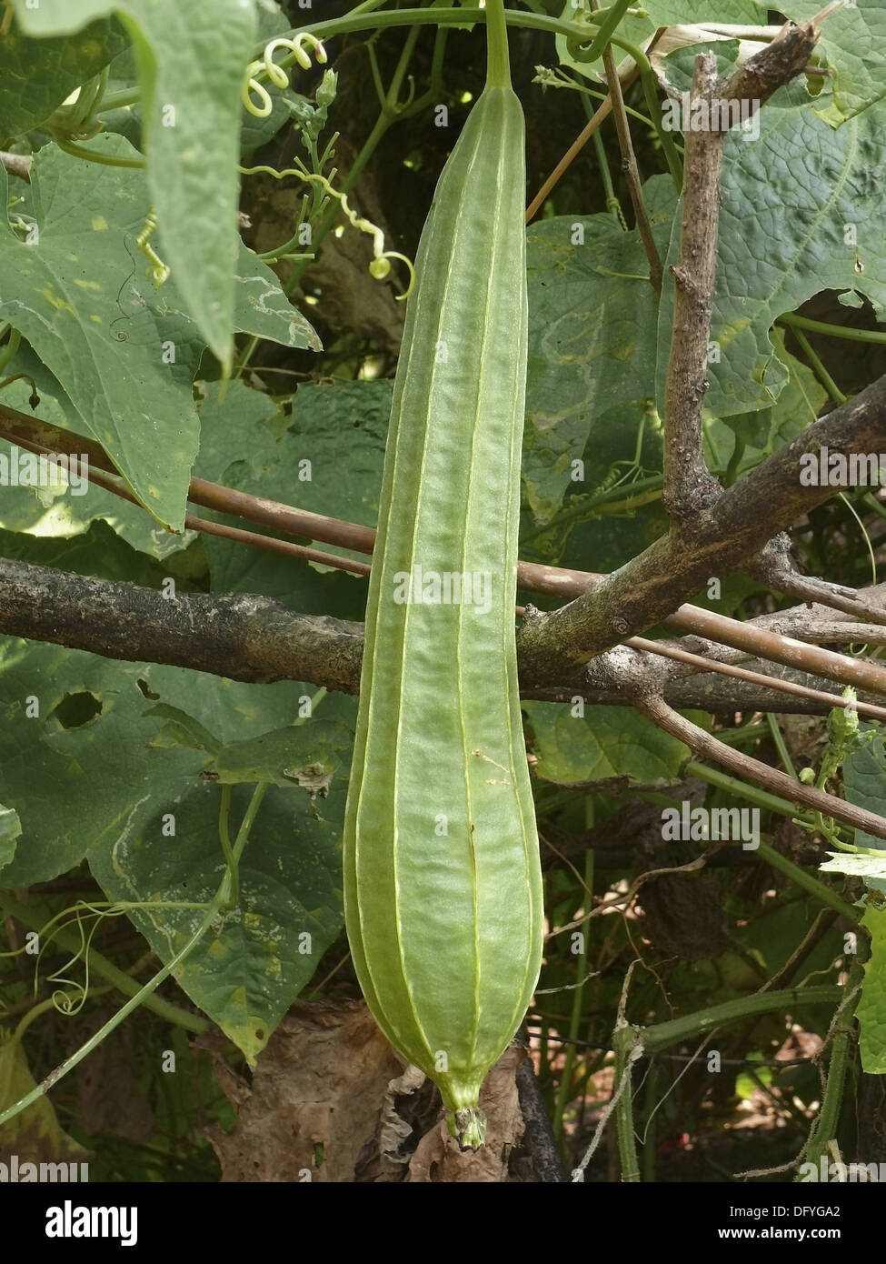 Gisuri, Dodka, Loofa Acutangula, Cucumis acutangulus L, Ratnagiri, Maharashtra, India Stock Photo