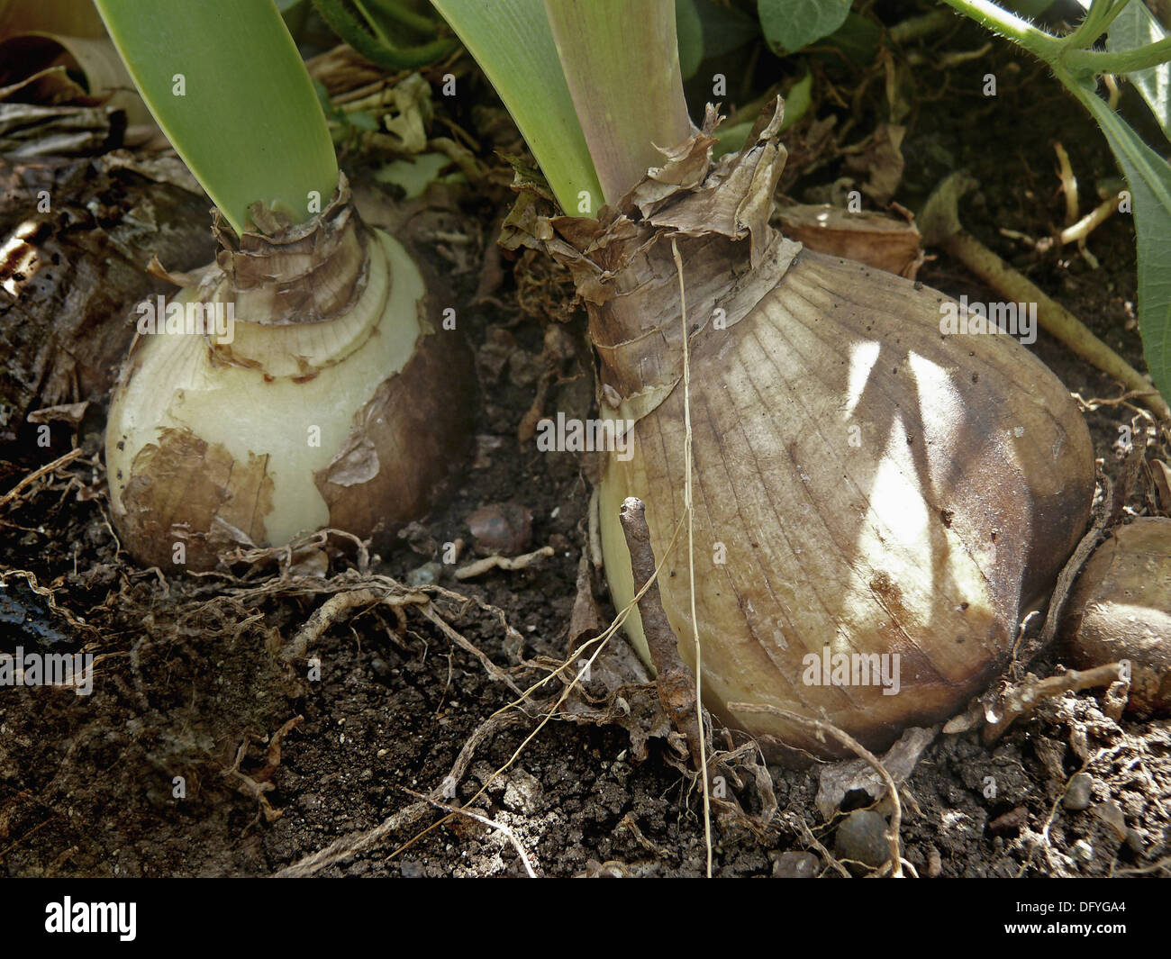 Bulb of Hedychium flavescens, Butterfly Gingers Stock Photo