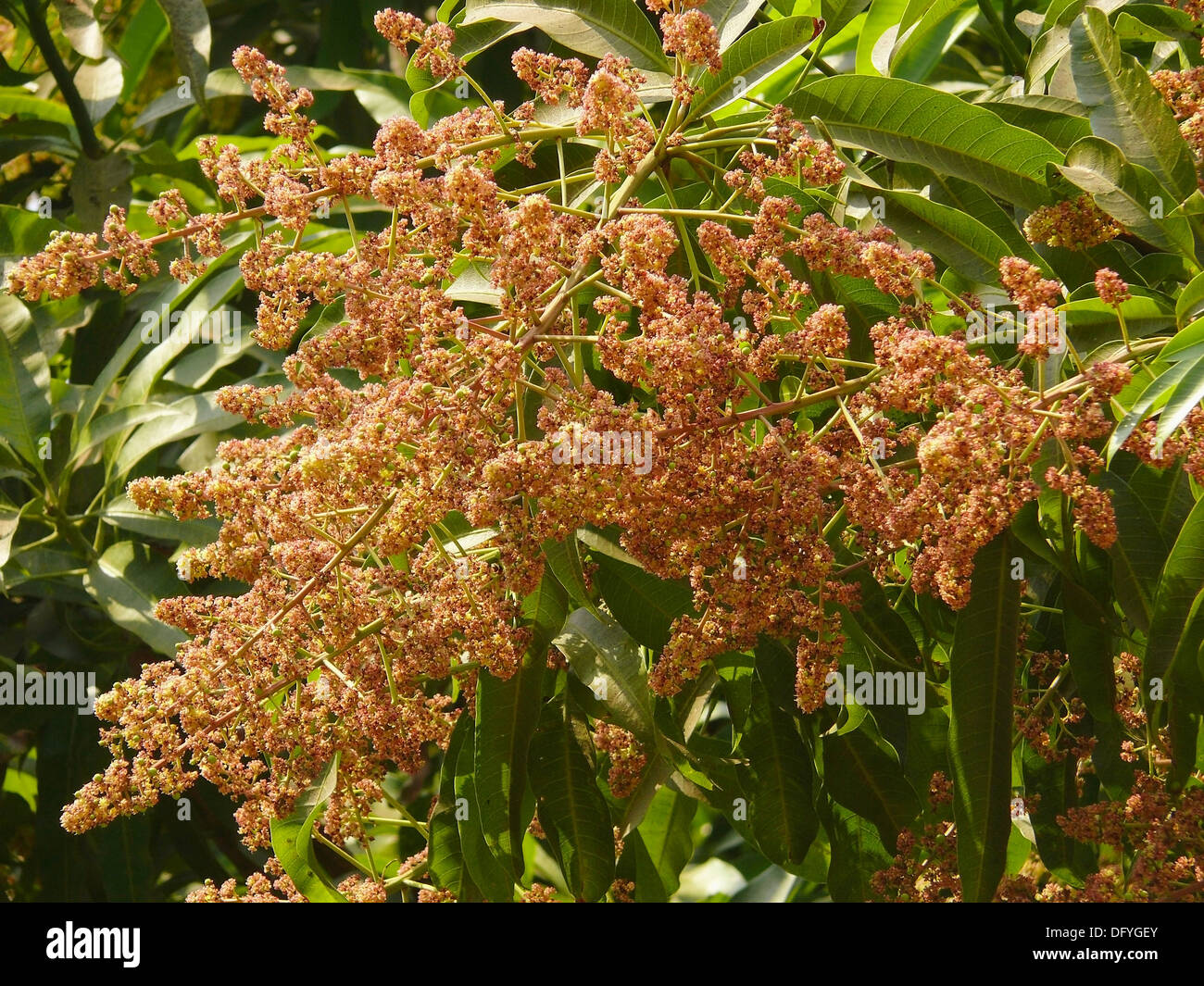 Mango tree in bloom with mango flowers appear in spring to summer Stock
