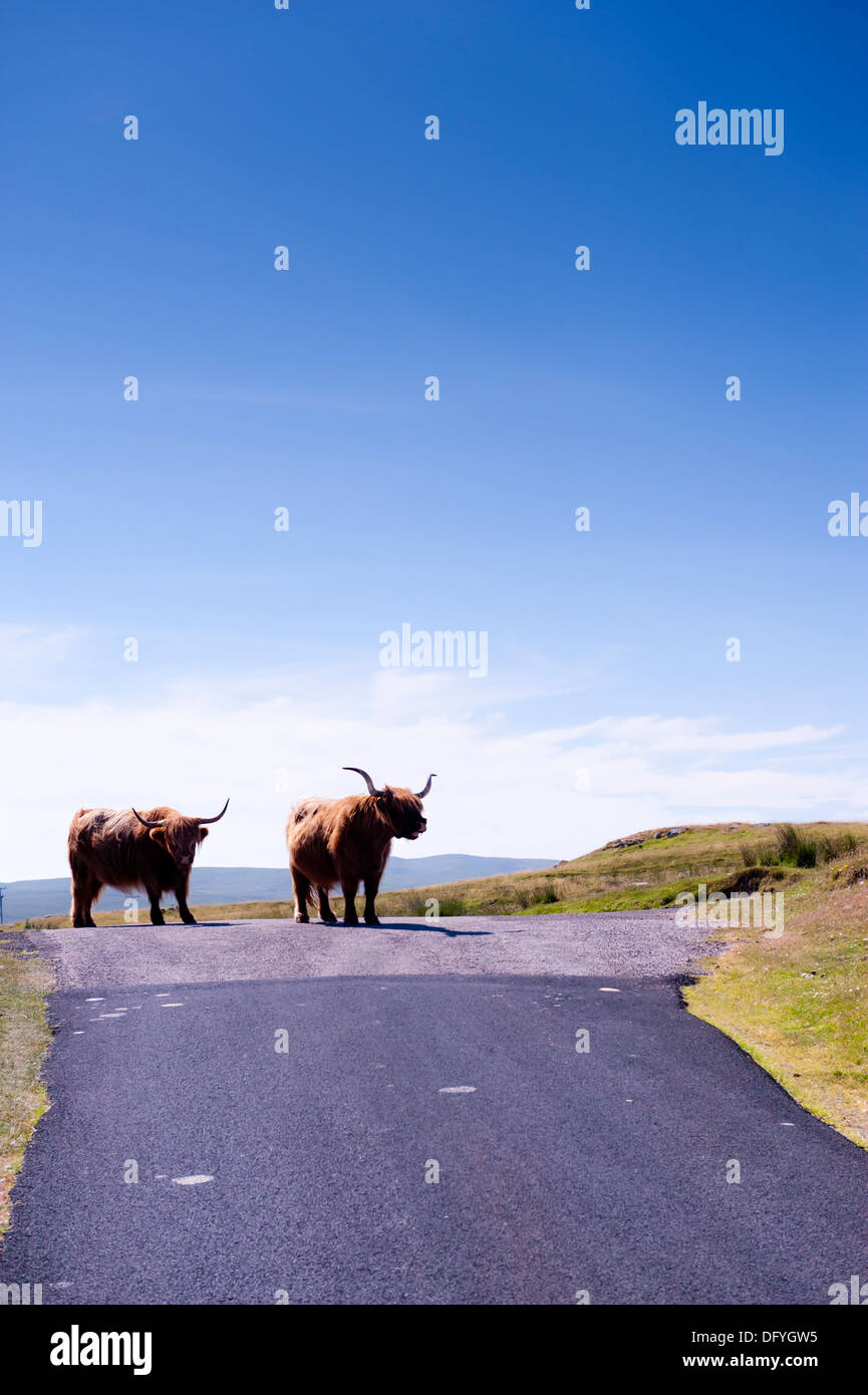 Two highland cows on road hill crest Stock Photo