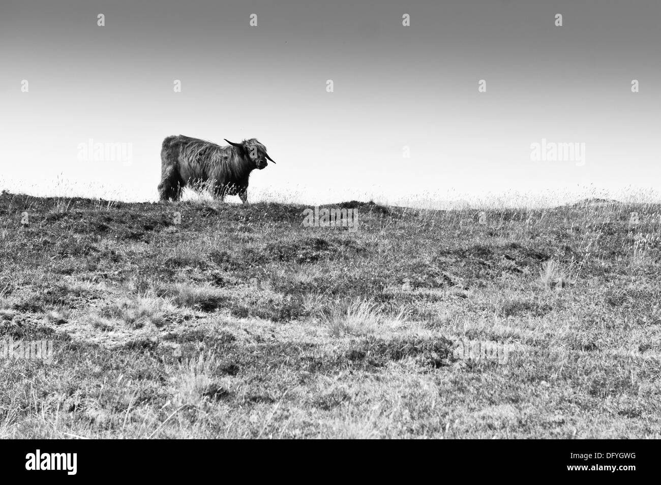 Highland cow Black and White Stock Photos & Images - Alamy