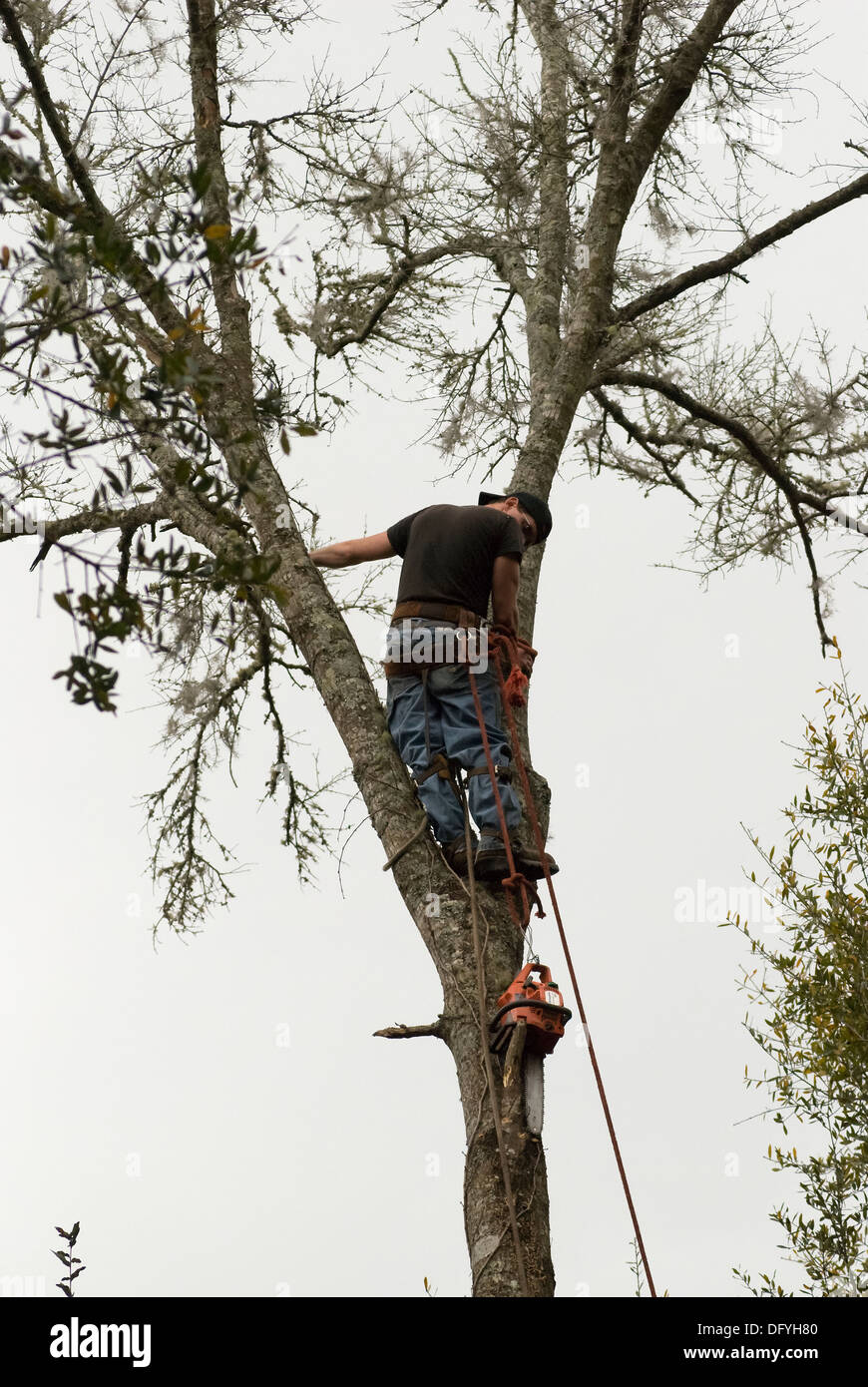 tree surgeon contemplates his situation atop dead tree Stock Photo