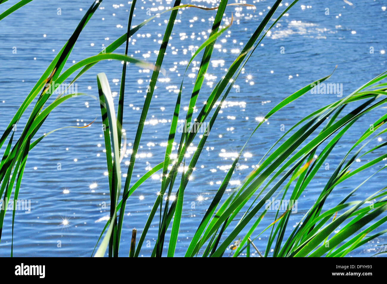 Shimmering sunlight reflecting off pond behind cattail reeds Stock