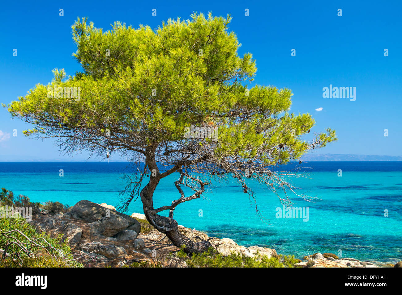 Pine forest tree by the sea in Halkidiki, Greece Stock Photo