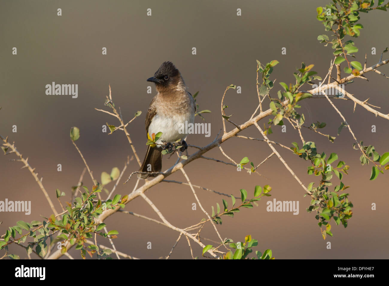 Common Bulbul, Kruger Park, South Africa Stock Photo